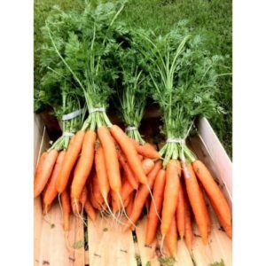 Botte de carottes nouvelles