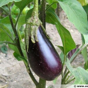 Aubergines