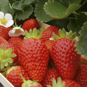 Fraises Mariguette