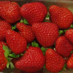 Fraises Favori ou Murano