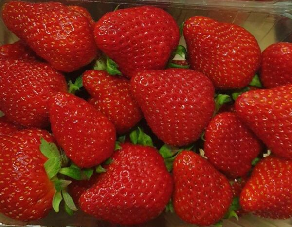 Fraises Favori ou Murano