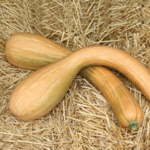 COURGE LONGUE DE NICE