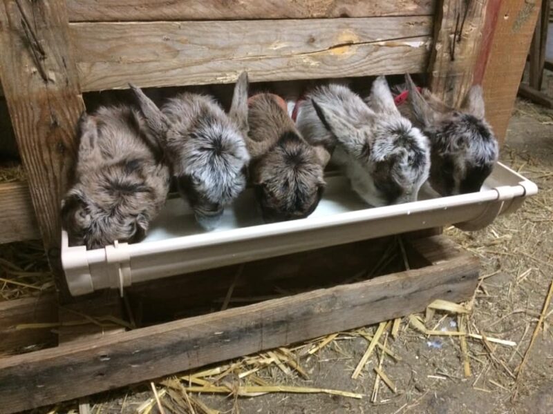 Distribution 25 mars